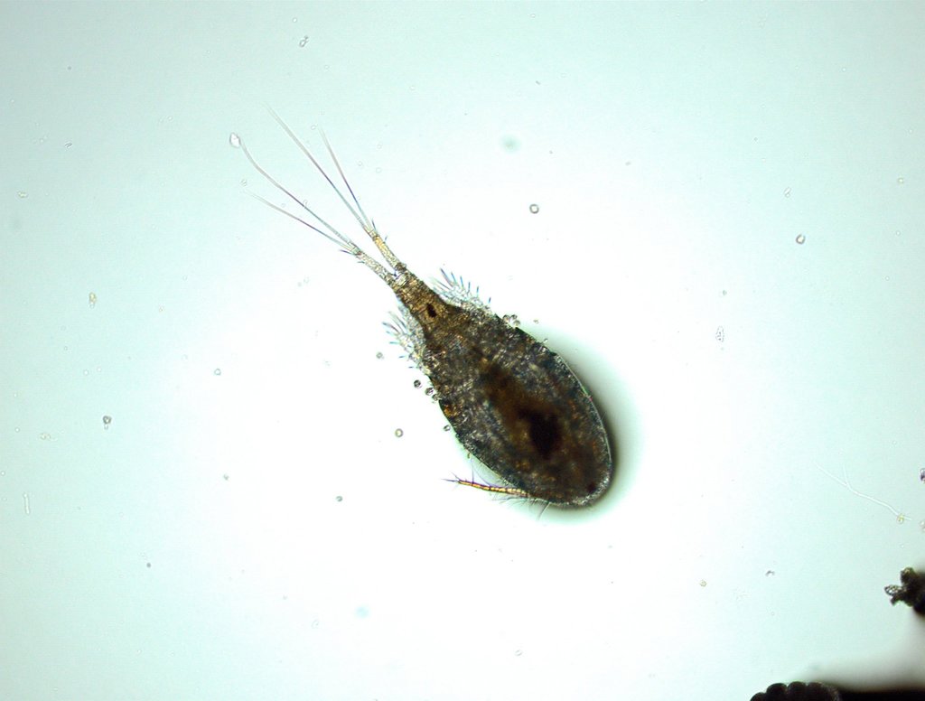Acanthocyclops vernalis