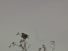 Buteo buteo