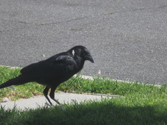 Corvus brachyrhynchos