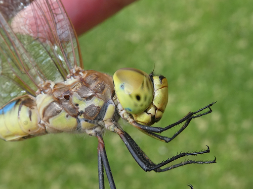 Vagrant Emperor