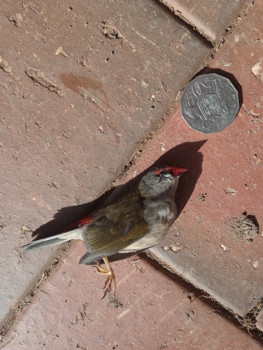 Red-browed Finch