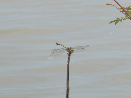 Tigertail