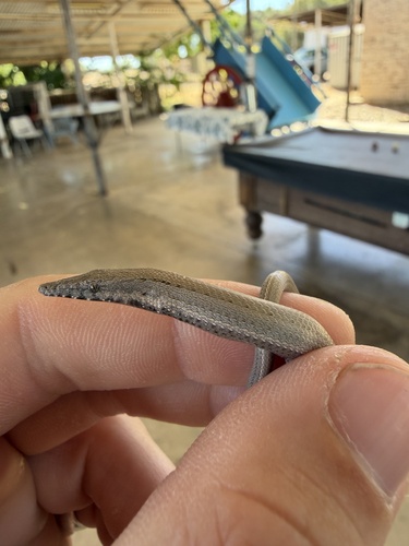 Burton's Legless Lizard