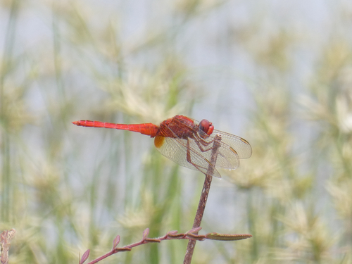 Broad Scarlet