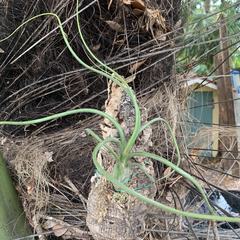 Tillandsia pseudobaileyi