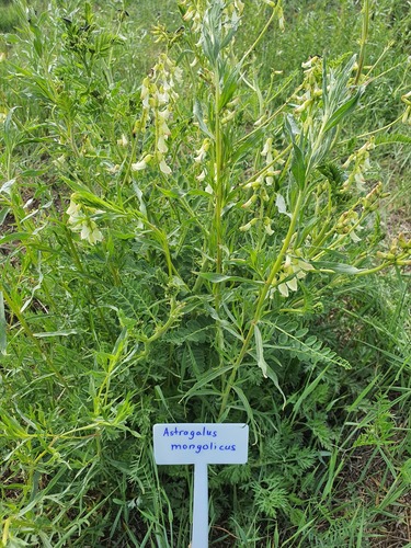 Astragalus mongholicus, photograph 5