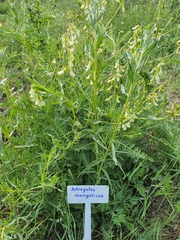 Astragalus mongholicus, photograph (c) Urgamal Magsar, some rights reserved (CC BY)