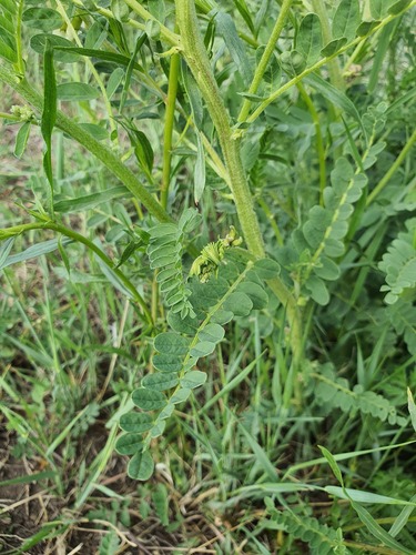 Astragalus mongholicus, photograph 6