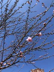 Prunus