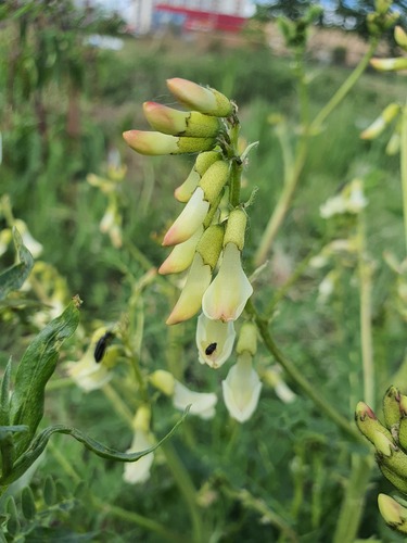 Astragalus mongholicus, photograph 4