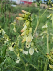 Astragalus mongholicus, photograph (c) Urgamal Magsar, some rights reserved (CC BY)
