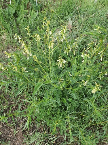 Astragalus mongholicus, photograph 2