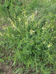 Astragalus mongholicus, photograph (c) Urgamal Magsar, some rights reserved (CC BY)