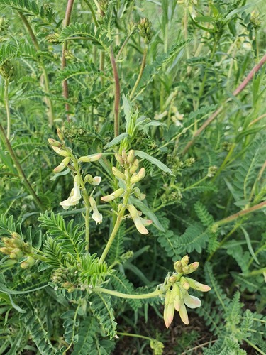 Astragalus mongholicus, photograph 3