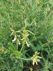 Astragalus mongholicus, photograph (c) Urgamal Magsar, some rights reserved (CC BY)