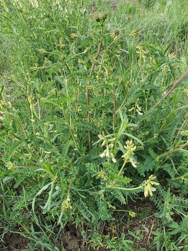 Astragalus mongholicus, photograph 1
