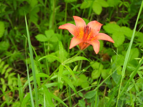 Lilium pensylvanicum, photograph 6