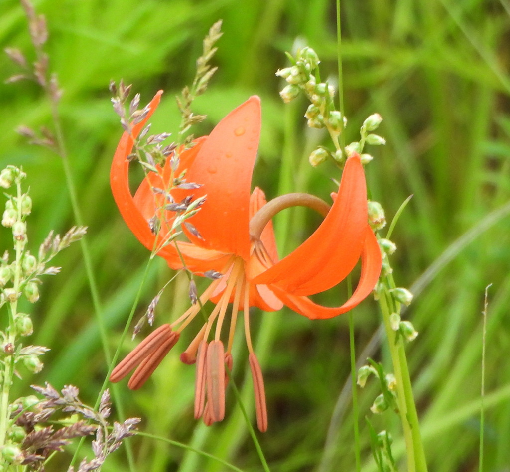 Lilium pumilum; photograph (c) Анна Васильченко, some rights reserved (CC BY)