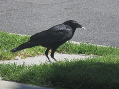 Corvus brachyrhynchos