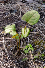 Reynoutria japonica