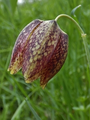 Fritillaria montana