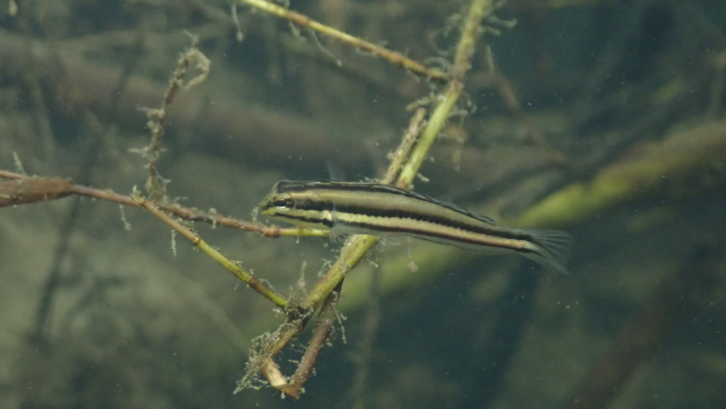 Freshwater Fangblenny