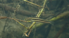Freshwater Fangblenny photo 1