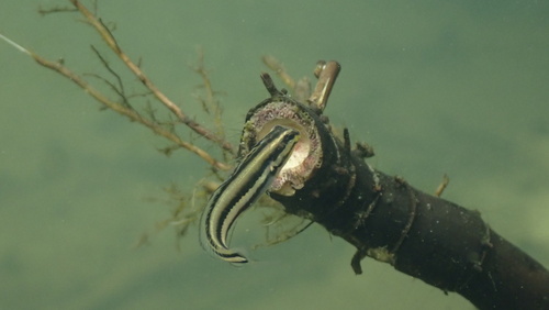 Freshwater fangblenny (Meiacanthus anema) — Blenniidae — 3