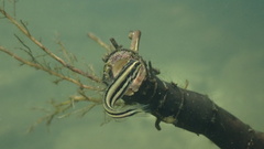 Freshwater Fangblenny photo 4