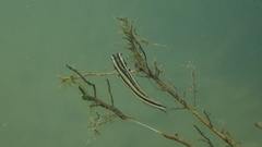 Freshwater Fangblenny photo 5