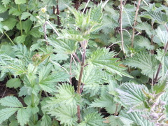 Urtica dioica