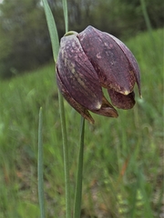 Fritillaria montana