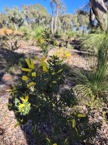 Drummond's Wattle