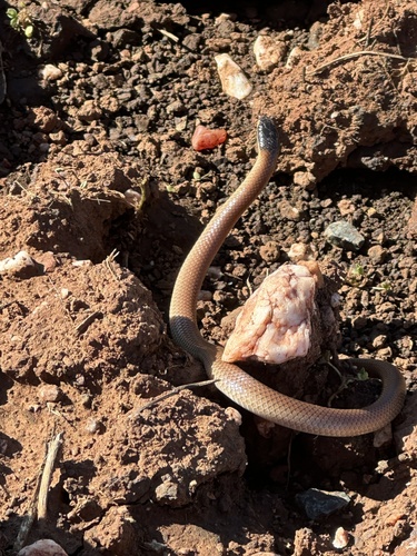 Black-naped Hooded Snake