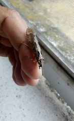 Stenopsyche marmorata