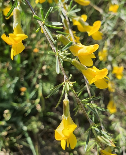 Caragana pygmaea, photograph 5
