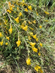 Caragana pygmaea, photograph (c) Urgamal Magsar, some rights reserved (CC BY)