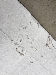 Tamiasciurus hudsonicus