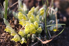 Cymbaria borysthenica