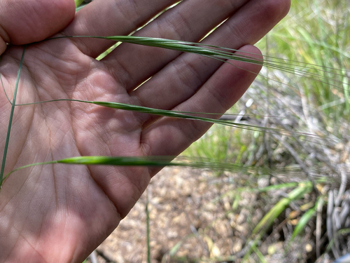 Bromus diandrus observed 2026-07-06