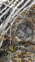 Campylorhynchus brunneicapillus