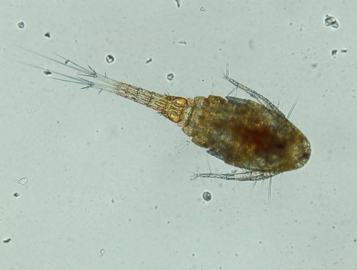 Representative image of Diacyclops bicuspidatus