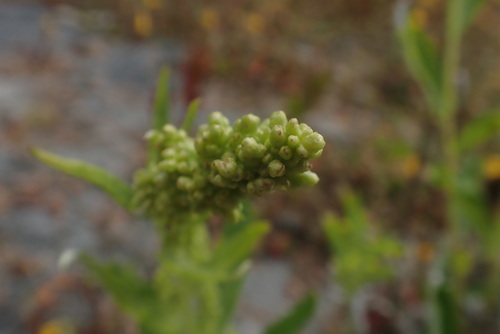 Artemisia suksdorfii, photograph 2