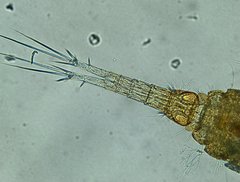 Diacyclops bicuspidatus