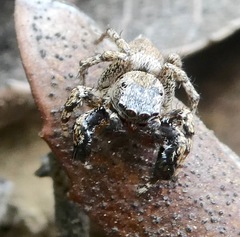 Habronattus oregonensis