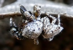 Habronattus oregonensis