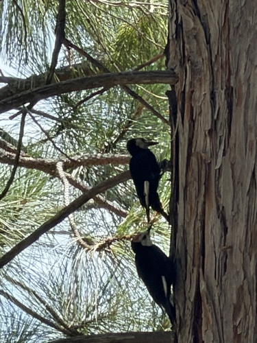 iNaturalist observation photo of White-headed Woodpecker