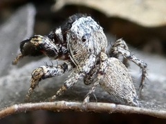 Habronattus oregonensis