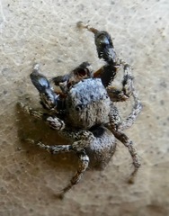 Habronattus oregonensis