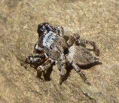 Habronattus oregonensis